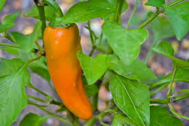 PURPLE Mexican JALAPENO chilli Pepper 10 seeds